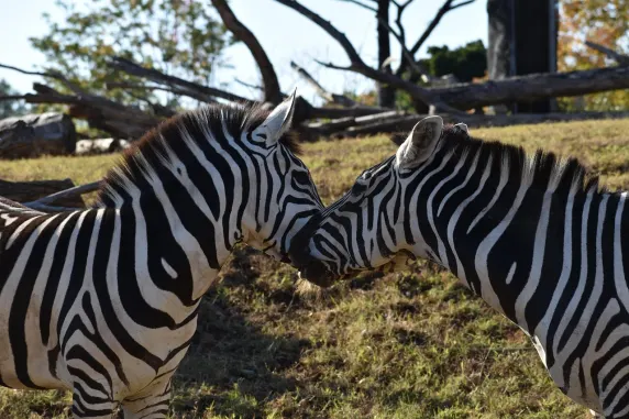 Casinia Casino Tacaíocht